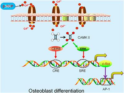 Current Application of Beta-Tricalcium Phosphate in Bone Repair and Its Mechanism to Regulate Osteogenesis